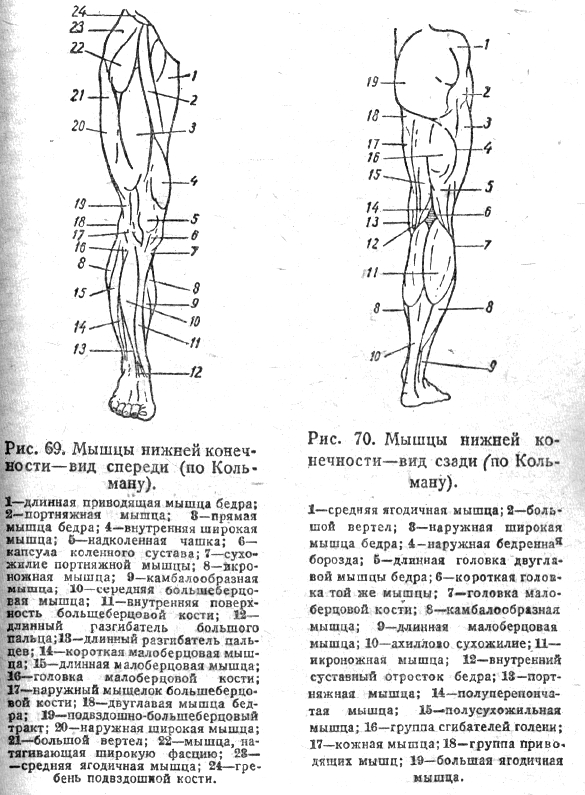 Анатомия и топография при массаже нижних конечностей